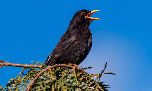A male blackbird