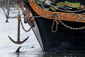 Um golfinho manchado nadando ao redor do porto de Amsterdã é levado de volta ao mar. O golfinho foi pilotado através da eclusa em IJmuiden por um navio à vela que ele seguiu da Bretanha e foi guiado de volta ao mar por dois barcos menores.