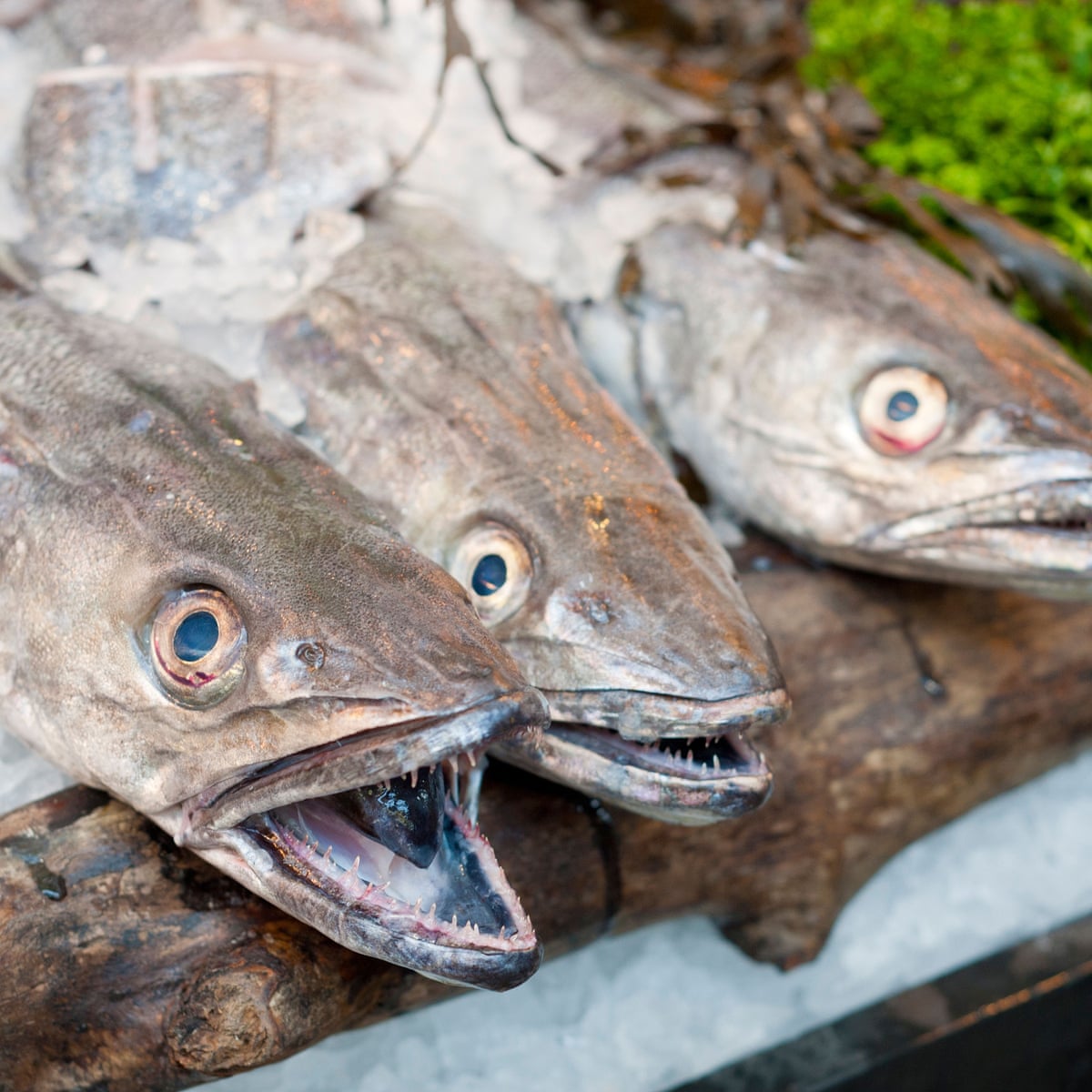 Scale back on hake and coley, seafood charity tells shoppers