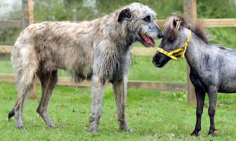 Meet the setter: Cullen/Smurf | Crosswords | The Guardian