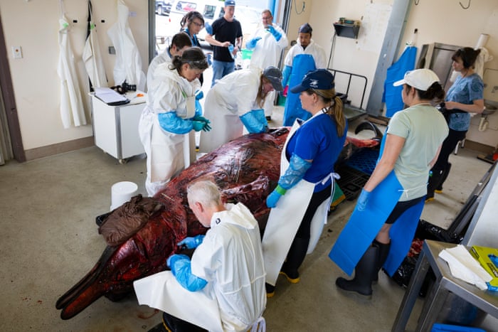 Dissecting the world’s rarest whale – in pictures Representatives of two Māori tribes, the Ngāi Tahu and Ngāti Wai, with conservation department officials and scientists begin to dissect the beaked whale. Dr Alex Werth (bottom left) examines the gular, or throat, of the male cetacean, while Sophie White and Te Kaurinui Parata start to remove the epaxial muscles, which run alongside the spine and help move body parts such as dorsal fins.Photograph: Derek Morrison
