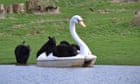 Week in wildlife – in pictures: pedalo hijinks and a raccoon doing a handstand