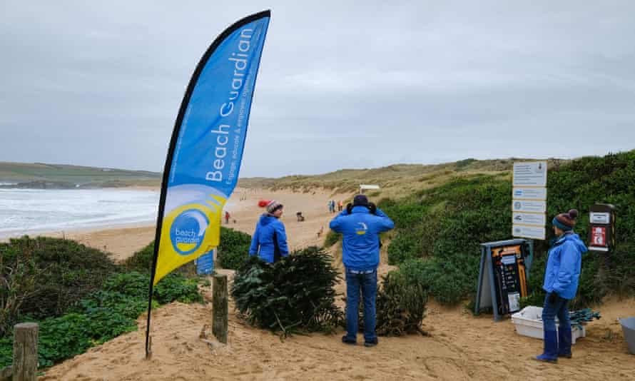 Christmas presents: activists prevent dune erosion on Cornwall’s beaches by reusing old Christmas trees.