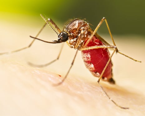 a mosquito