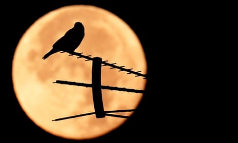 A birds stands on an antenna as the full moon sets in Rome.