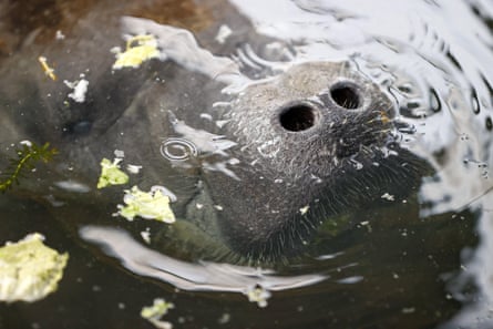 The nostrils of Romeo, the rescued manatee from the Miami Seaquarium, poking out of the water.