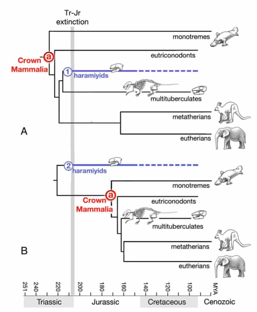 Mammal family tree diagram