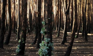 After The Bushfires Show Us Your Photos Of Devastation And Renewal Australia News The Guardian