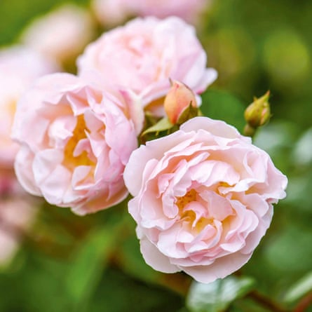 The Lady of the Lake® (Ausherbert) English Rambling Rose Bred By David Austin