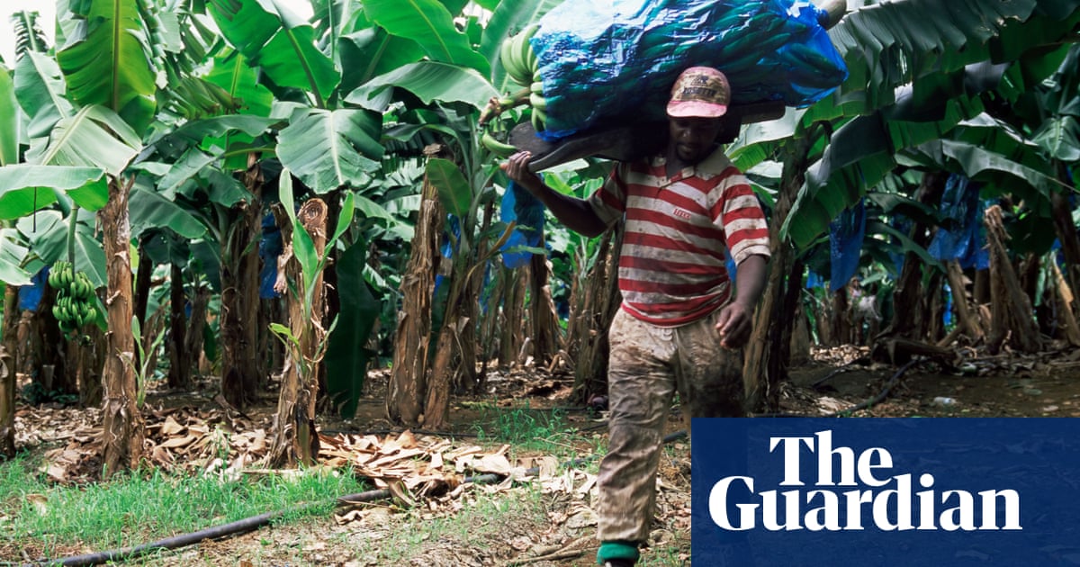 A deliberate poisoning': how a banned pesticide haunts the French Caribbean