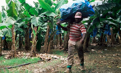 A deliberate poisoning': how a banned pesticide haunts the French Caribbean | Caribbean | The Guardian