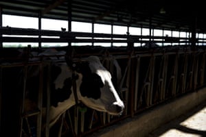 A cow stands in a barn at the Lake Breeze Dairy farm in Malone, Wisconsin.