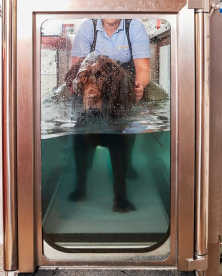 Blue gets dunked in the hydrotherapy tank as part of his exercise regime