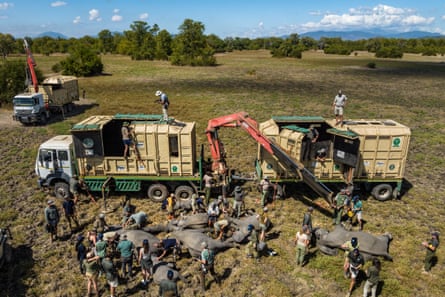 Elephants being prepared for transit as part of a translocation programme in Malawi this year.