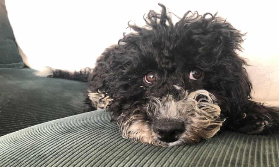 Sheriff the cockapoo.