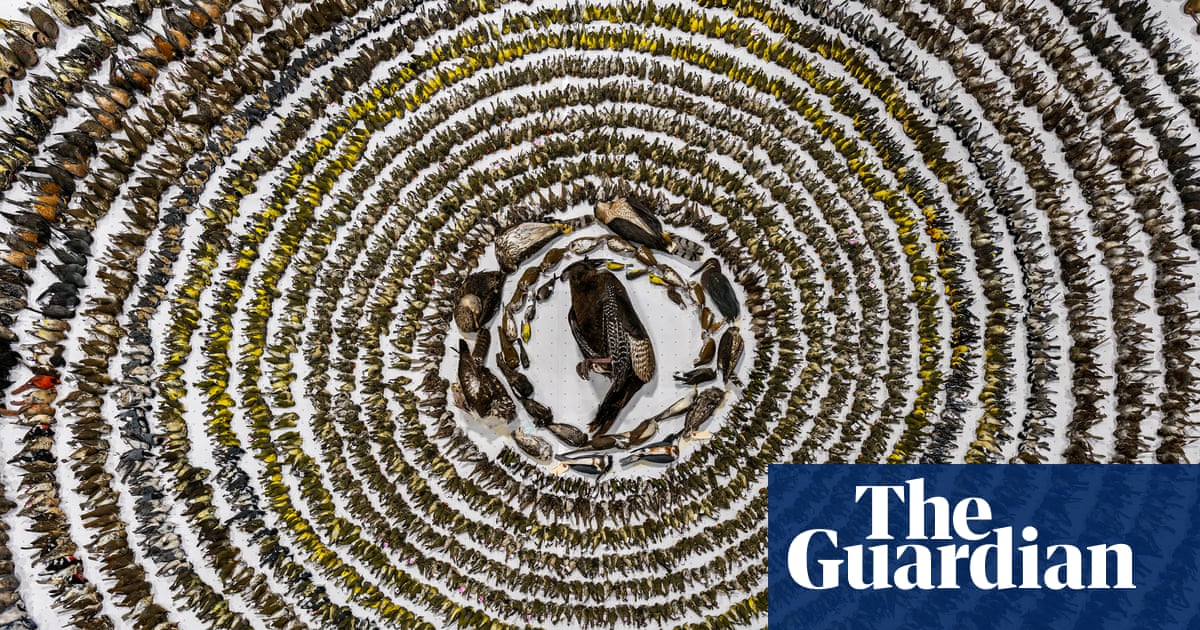 Live ones go in paper bags, dead ones in the freezer: the volunteers saving birds that fly into windows | Birds Live ones go in paper bags, dead ones in the freezer: the volunteers saving birds that fly into windows | Birds