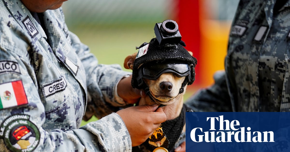 Comando the chihuahua adopted by the Mexican national guard – video