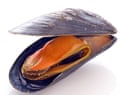 Closeup of an open mussel