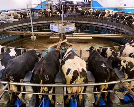 An indoor carousel where cows are milked using automated machinery