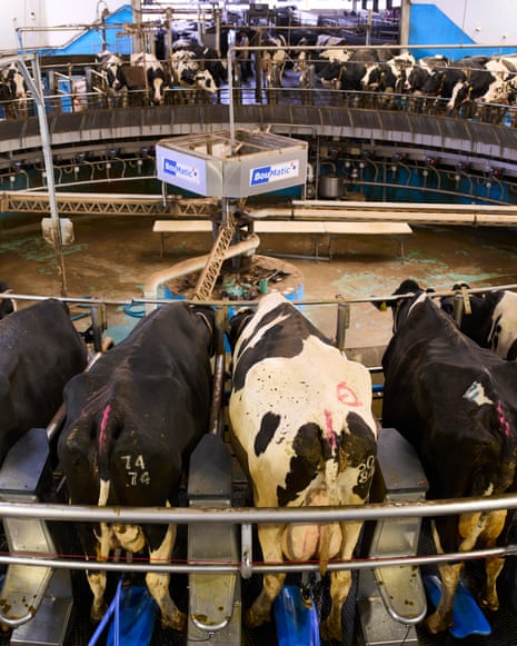 CHESTER, 29 June 2026 - Mark Roach, managing director of Grosvenor Farms near Chester which uses regenerative agriculture practices and produces 32 million litres of milk a year for Tesco and Muller. Christopher Thomond for The Guardian.
