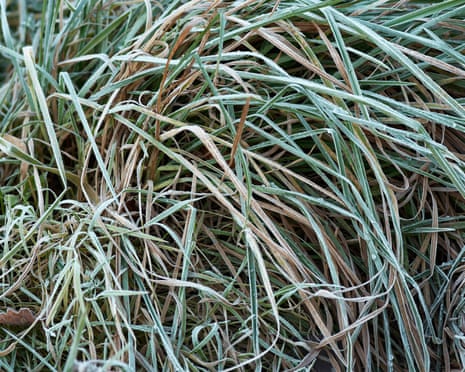 Grass covered with ground frost.
