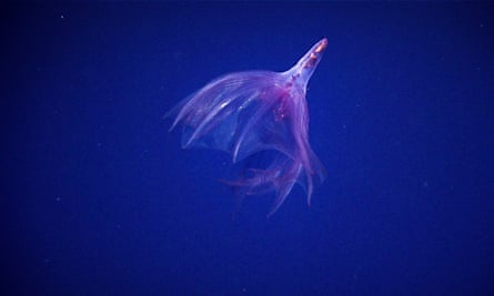 Pelagothuria, a swimming sea cucumber that looks like a jellyfish