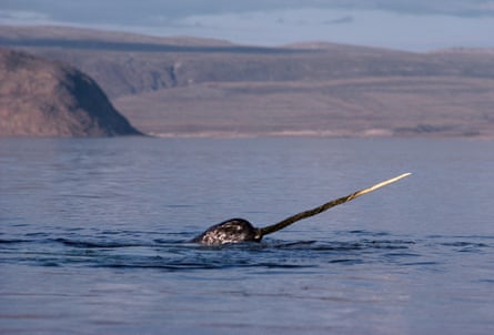 A narwhal with its head tusk protruding from the water