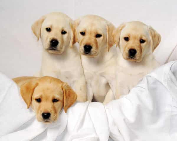 Labrador-Welpen