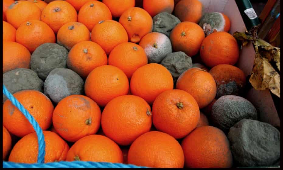 Rotting oranges