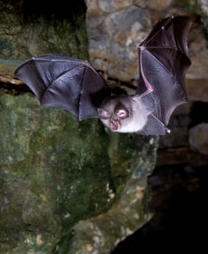 Morcego-ferradura menor