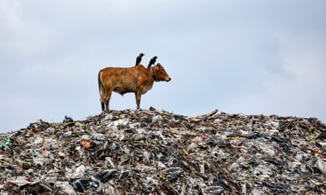 A brahman or zebu-type cow standing on top of a huge pile of waste with two crows perched on its back