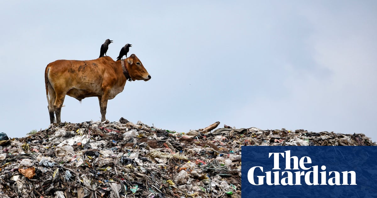 Ambitious draft goals to halt biodiversity loss revealed, with proposed changes to food production expected to ‘raise eyebrows’ Eliminating plasti