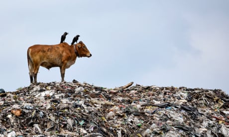 A cow standing on one of the largest disposal sites in north-east India, in Guwahati, 5 June 2020.
