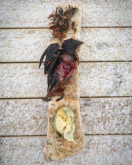A cooked bird and a fermented eider duck egg