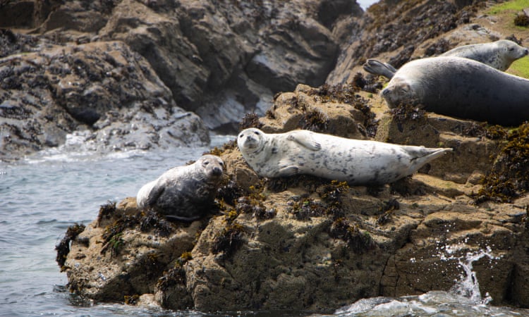 Cornish mackerel fishermen call for seal cull