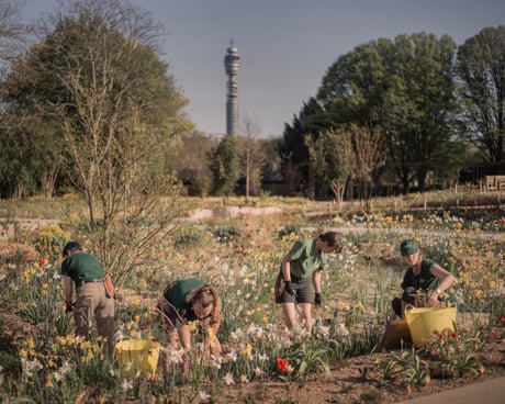 A prickle of hedgehogs and an armada of newts: wildlife settles in at London’s new Queen Elizabeth garden