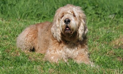 Dog Days Britain S Endangered Breeds Life And Style The Guardian
