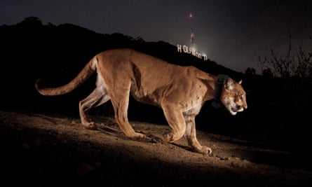 A remote camera captures a radio collared cougar in Griffith Park, Los Angeles