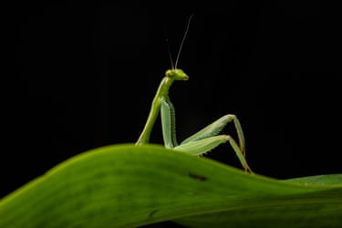 Green mantis posing on a green leaf in Camanti, Cusco, Peru.