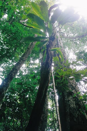 Trees in the Amazon, Brazil