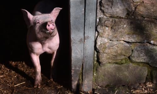 Post-Brexit deals must not compromise UK food standards, says trade body | Brexit | The Guardian