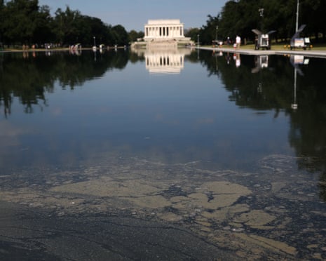 Algae is seen in the Lincoln Memorial reflecting pool on Thursday.