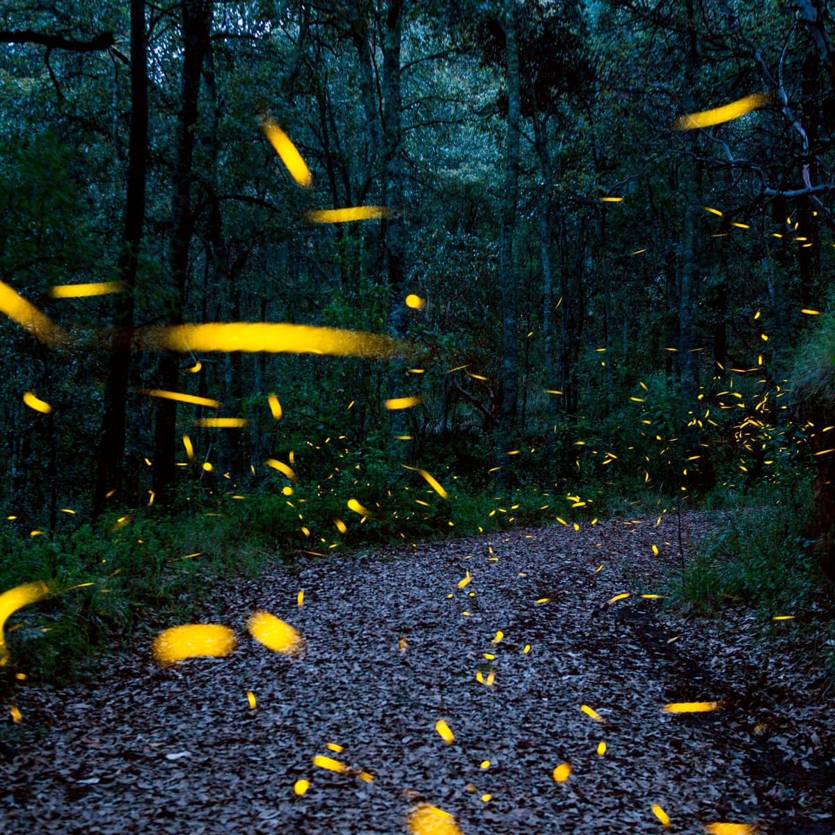 Fireflies fireflies