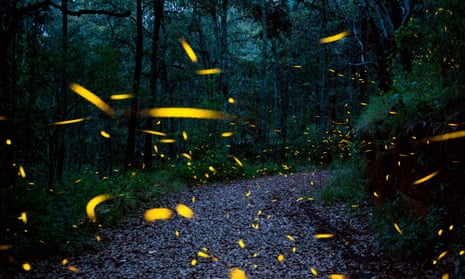 Fireflies are seen at the Santuario de las Luciernagas (Fireflies’ Sanctuary) near Nanacamilpa, Tlaxcala, Mexico.