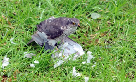 Sparrowhawk eating a collared dove