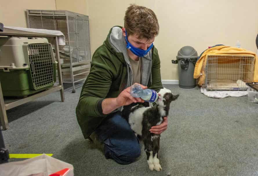 A member of staff feeds a two week-old native wild Irish goat which was found on a mountainside and named Liam, at Wildlife Rehabilitation Ireland’s new premises situated behind the Tara na Ri Pub, which is shuttered due to the Covid-19 pandemic, at Garlow Cross outside Navan in County Meath, Ireland on February 18, 2021.