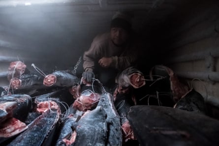 Frozen sharks are stacked in the hold of a ship.