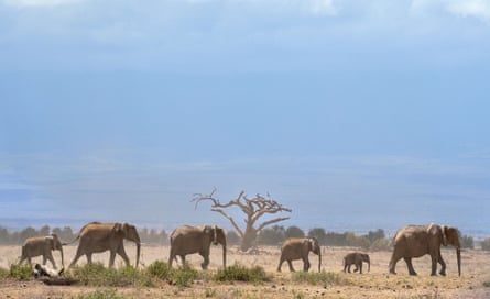 Elephants troop to a water hole at the Amboseli national reserve, Kenya