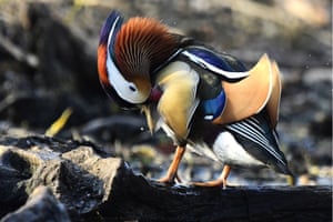 A male mandarin duck