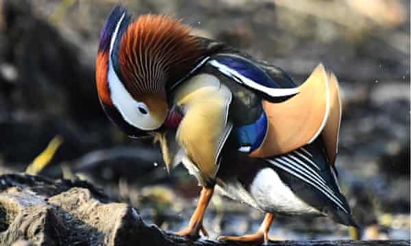Nesting Mandarin ducks in Russia’s far east in 2017 - the birds call eastern Siberia, China and Japan home 